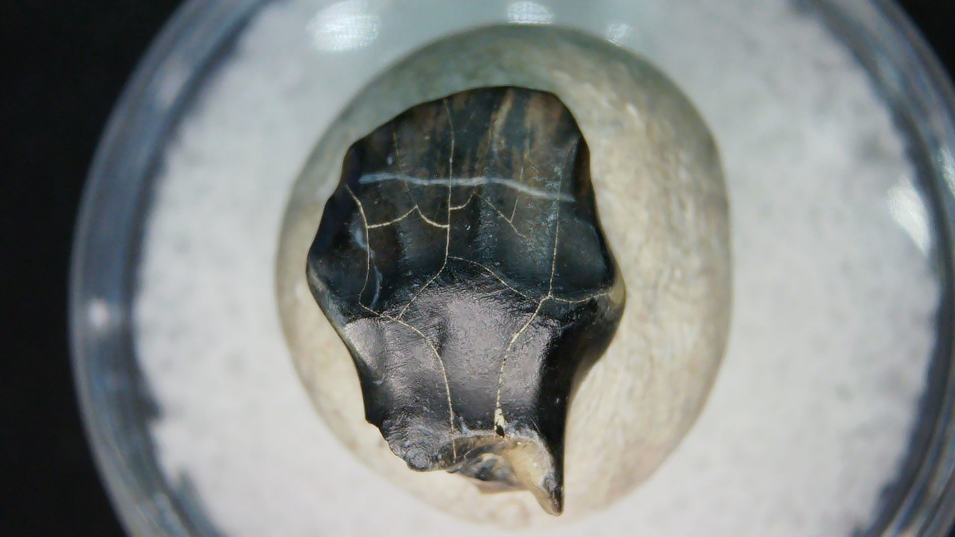 Montana Cretaceous Judith River Ankylosaurus Tooth 82b | Fossils for Sale Genuine Cretaceous Age Judith River Ankylosaurus Dinosaur Tooth Fossil for Sale from Montana #82b