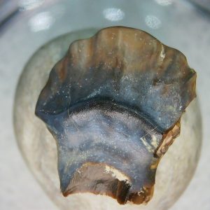 Genuine Cretaceous Age Judith River Ankylosaurus Dinosaur Tooth Fossil for Sale from Montana #83