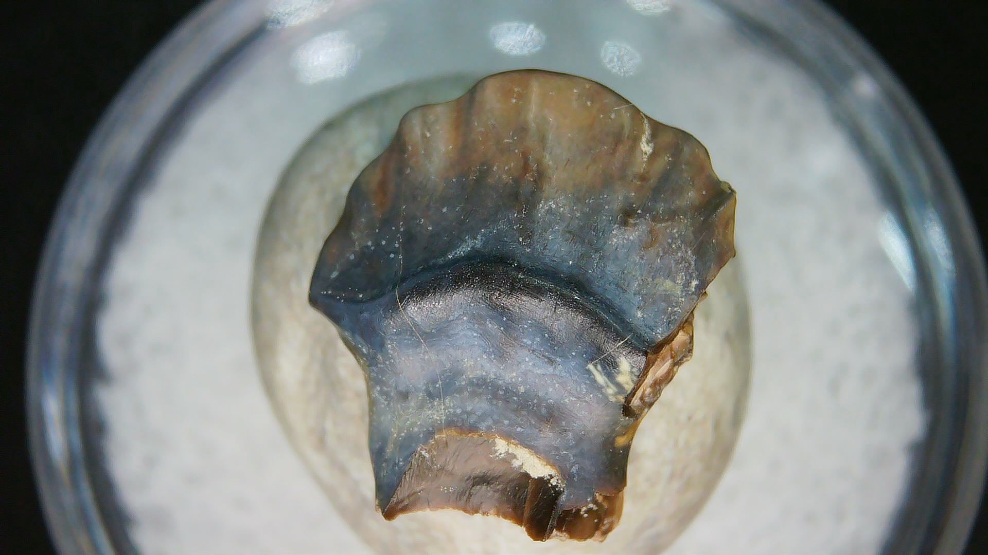 Montana Cretaceous Judith River Ankylosaurus Tooth 83 | Fossils for Sale Genuine Cretaceous Age Judith River Ankylosaurus Dinosaur Tooth Fossil for Sale from Montana #83