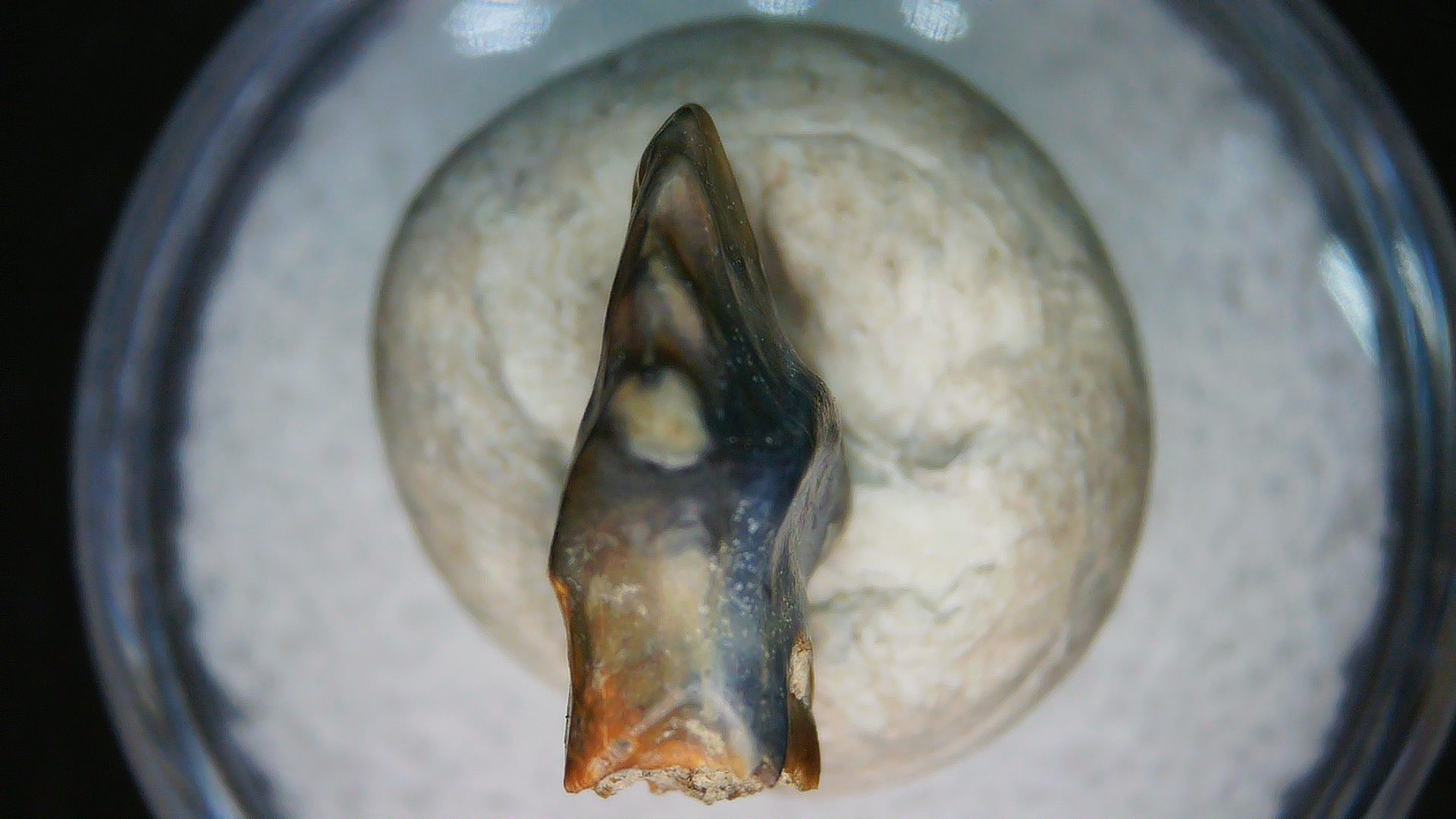 Montana Cretaceous Judith River Ankylosaurus Tooth 83c | Fossils for Sale Genuine Cretaceous Age Judith River Ankylosaurus Dinosaur Tooth Fossil for Sale from Montana #83c