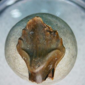Genuine Cretaceous Age Judith River Ankylosaurus Dinosaur Tooth Fossil for Sale from Montana #84