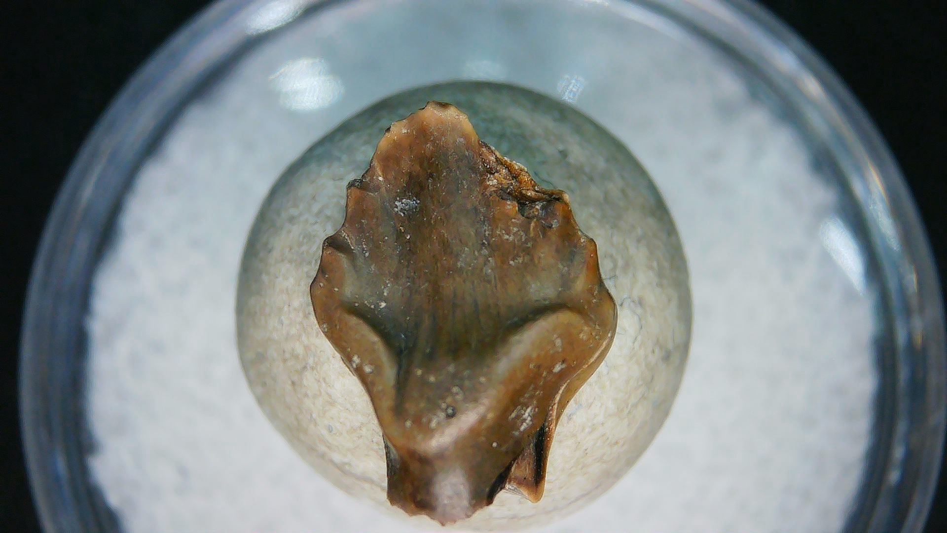 Montana Cretaceous Judith River Ankylosaurus Tooth 84 | Fossils for Sale Genuine Cretaceous Age Judith River Ankylosaurus Dinosaur Tooth Fossil for Sale from Montana #84