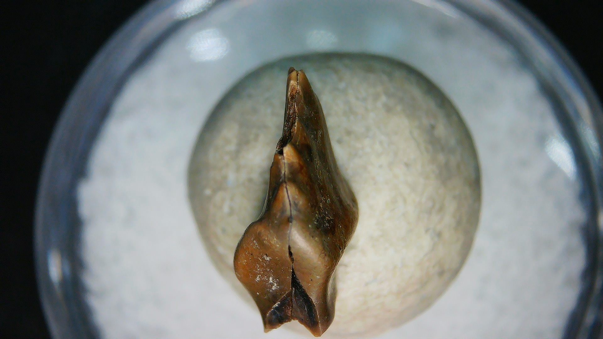 Montana Cretaceous Judith River Ankylosaurus Tooth 84a | Fossils for Sale Genuine Cretaceous Age Judith River Ankylosaurus Dinosaur Tooth Fossil for Sale from Montana #84a