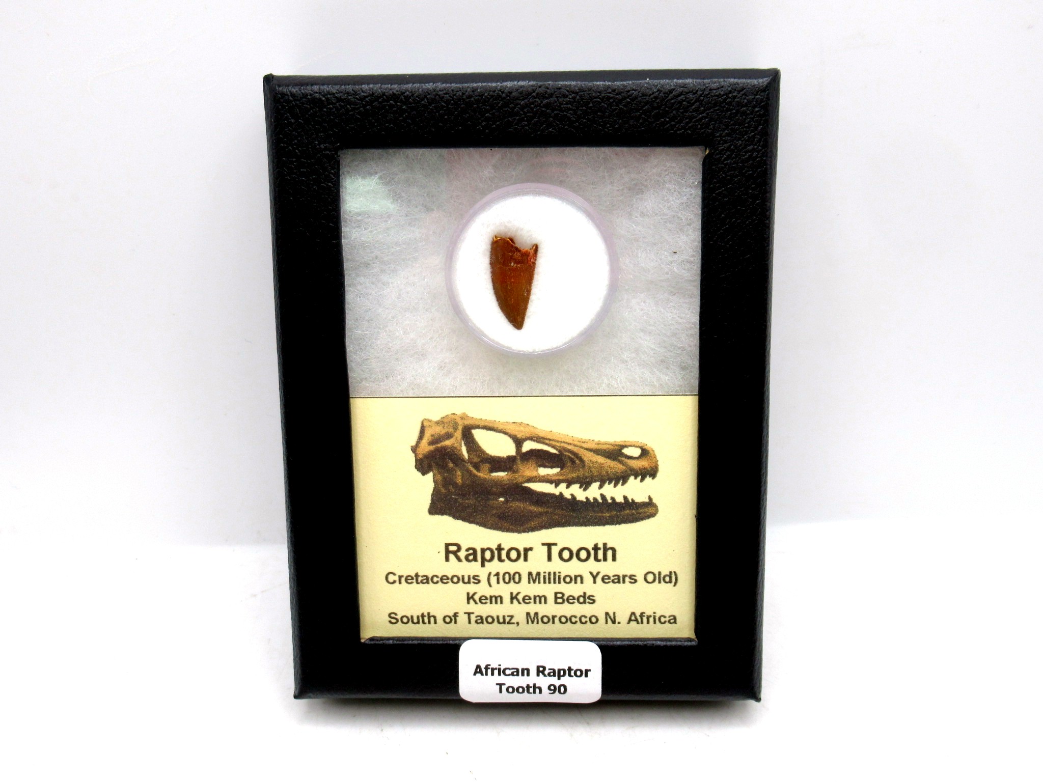 Morocco African Cretaceous Raptor Tooth 90 | Fossils for Sale Genuine Cretaceous Age African Raptor Dinosaur Tooth Fossils For Sale From Morocco #90