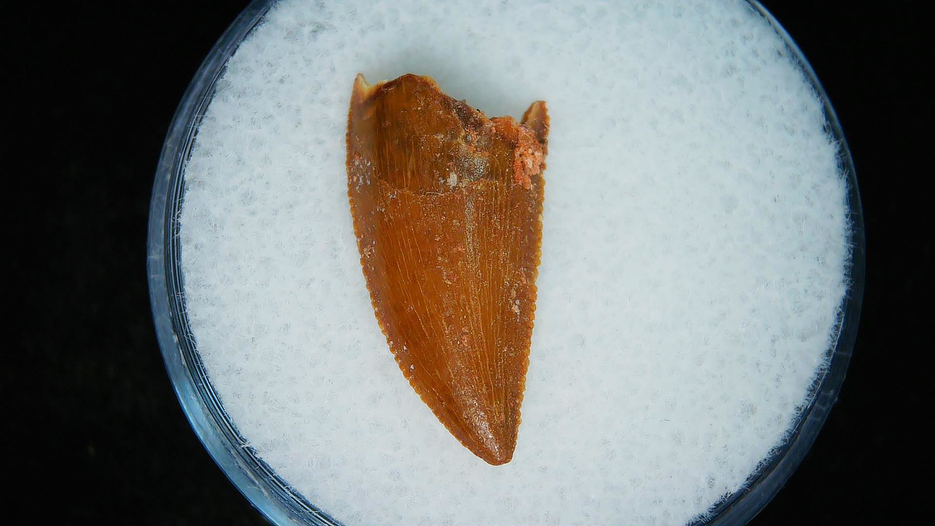 Morocco African Cretaceous Raptor Tooth 90a | Fossils for Sale Genuine Cretaceous Age African Raptor Dinosaur Tooth Fossils For Sale From Morocco #90a