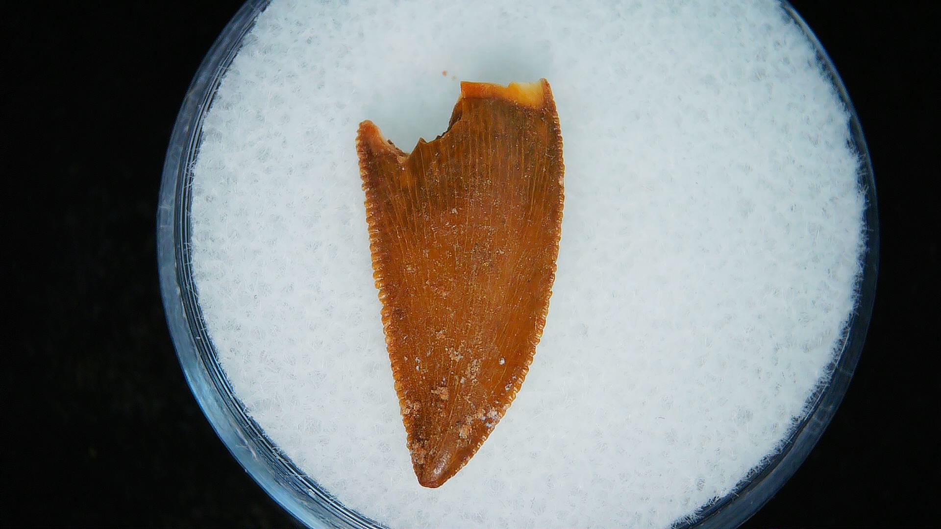 Morocco African Cretaceous Raptor Tooth 90b | Fossils for Sale Genuine Cretaceous Age African Raptor Dinosaur Tooth Fossils For Sale From Morocco #90b