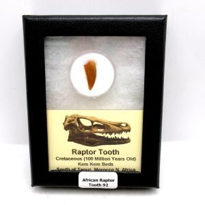 African "Raptor" Dinosaur Tooth - 92