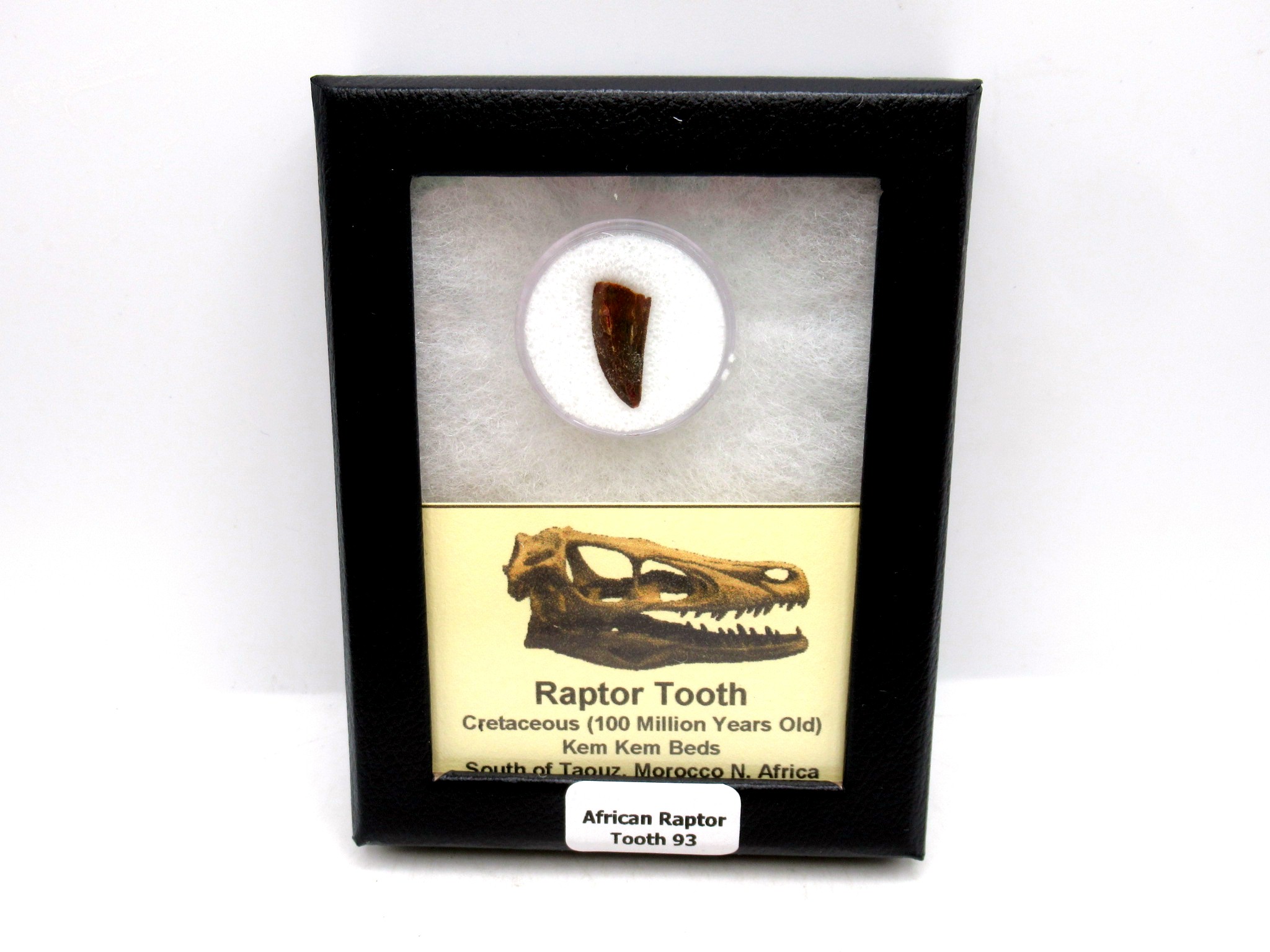 Morocco African Cretaceous Raptor Tooth 93 | Fossils for Sale Genuine Cretaceous Age African Raptor Dinosaur Tooth Fossils For Sale From Morocco #93