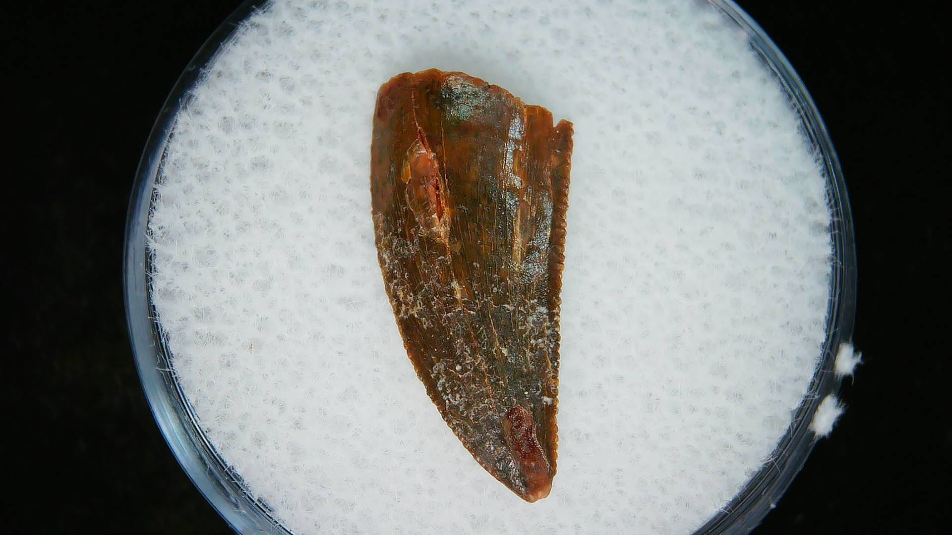 Morocco African Cretaceous Raptor Tooth 93a | Fossils for Sale Genuine Cretaceous Age African Raptor Dinosaur Tooth Fossils For Sale From Morocco #93a