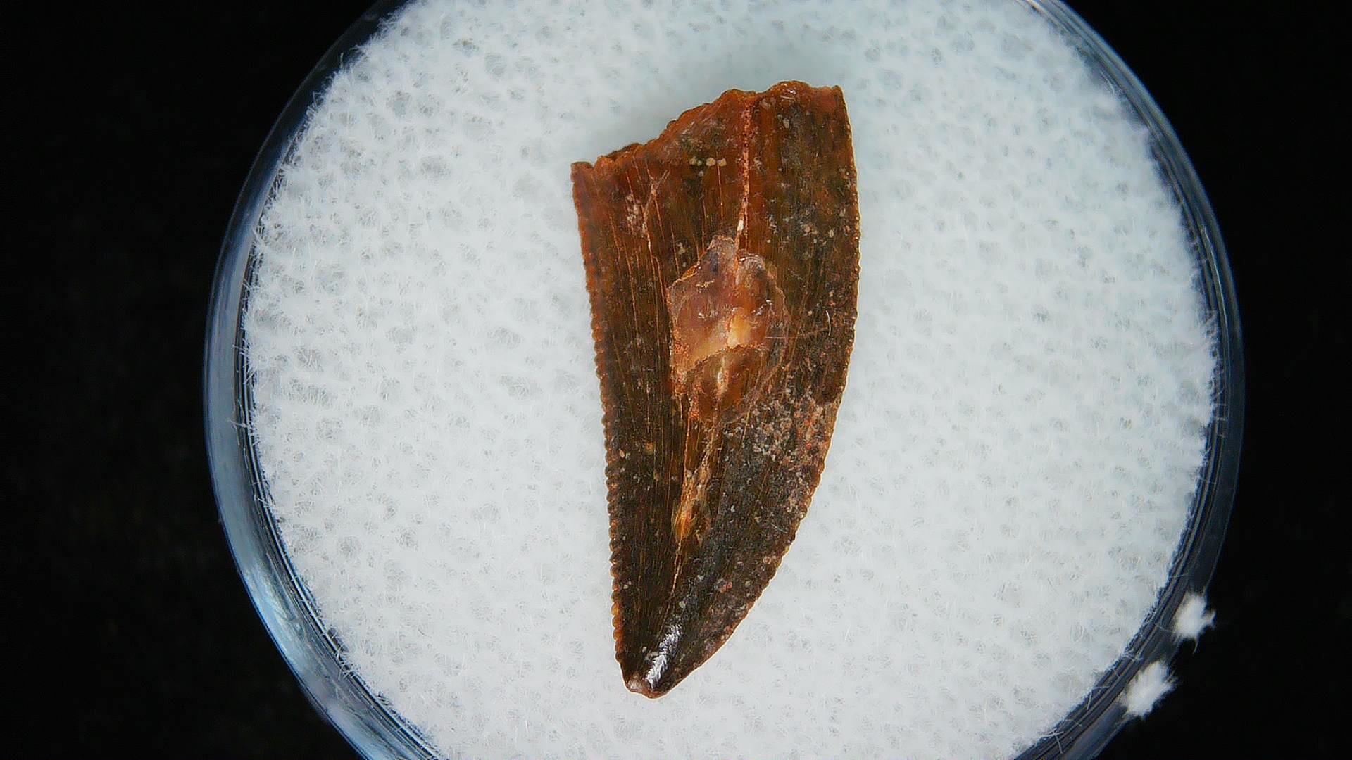 Morocco African Cretaceous Raptor Tooth 93b | Fossils for Sale Genuine Cretaceous Age African Raptor Dinosaur Tooth Fossils For Sale From Morocco #93b