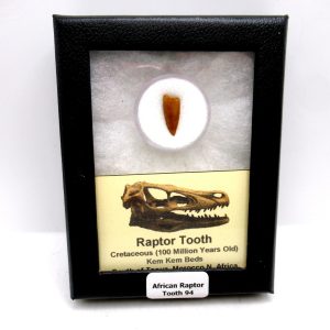 African "Raptor" Dinosaur Tooth - 94