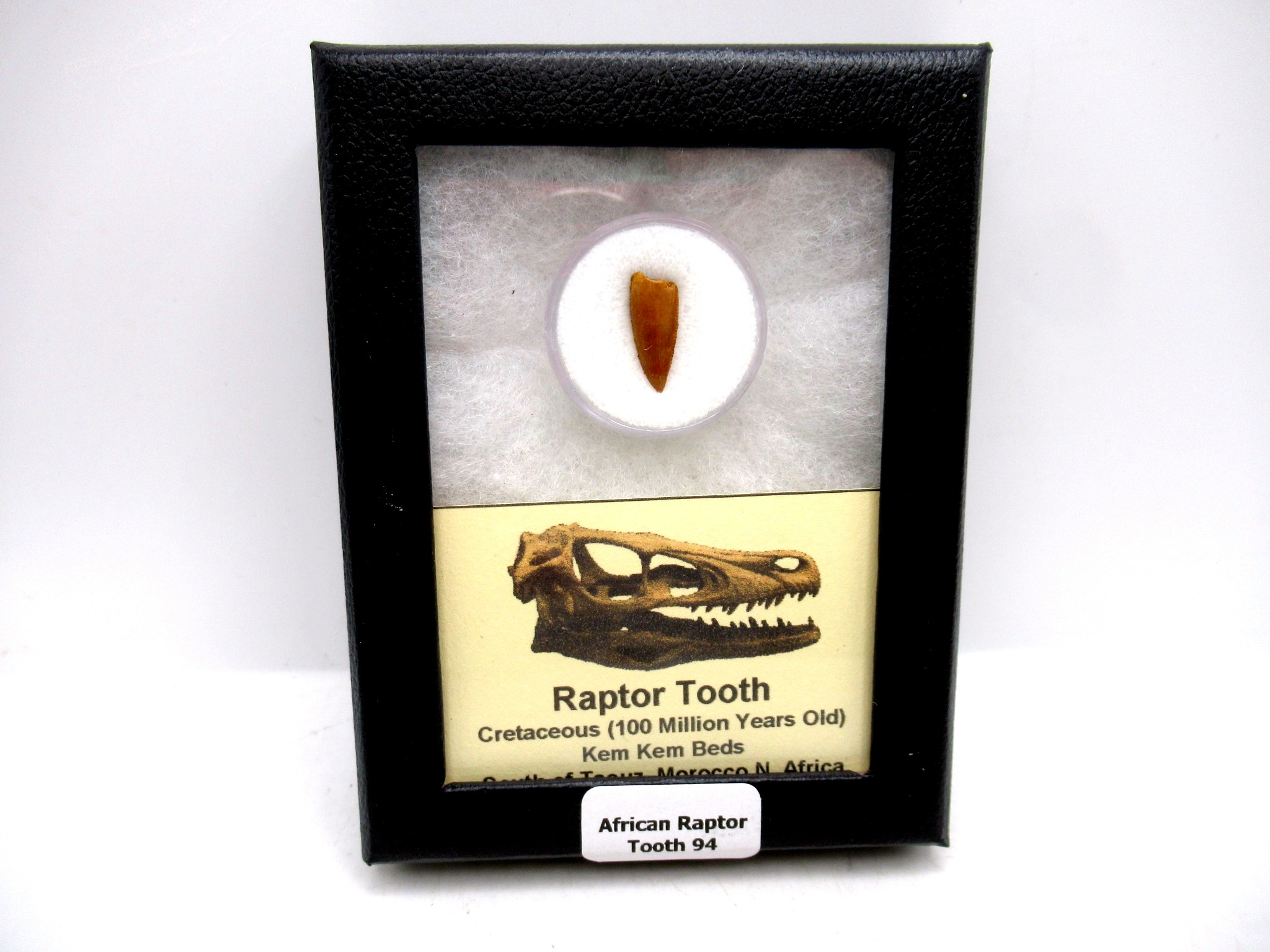 Morocco African Cretaceous Raptor Tooth 94 | Fossils for Sale Genuine Cretaceous Age African Raptor Dinosaur Tooth Fossils For Sale From Morocco #94