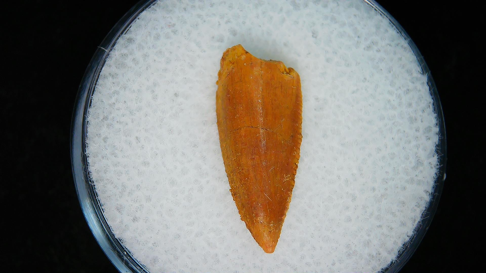 Morocco African Cretaceous Raptor Tooth 94a | Fossils for Sale Genuine Cretaceous Age African Raptor Dinosaur Tooth Fossils For Sale From Morocco #94a