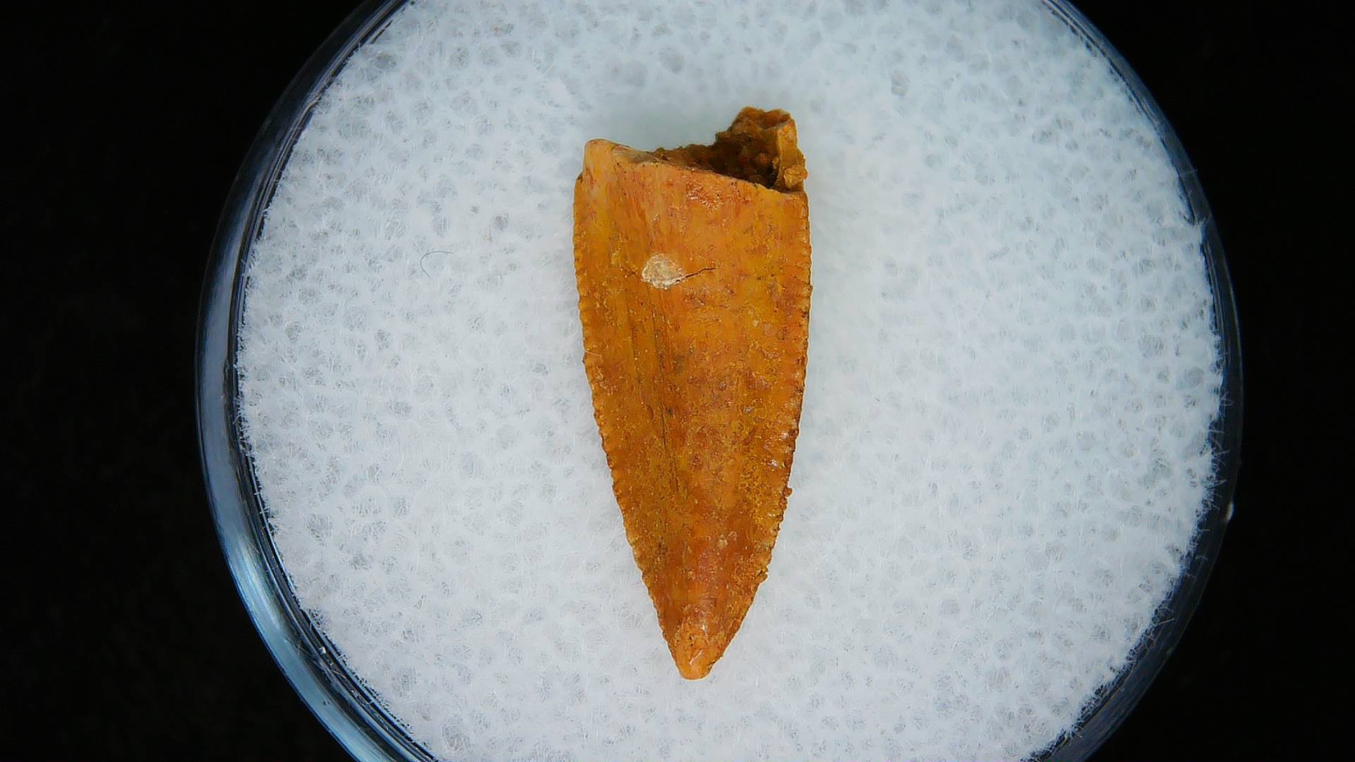 Morocco African Cretaceous Raptor Tooth 94b | Fossils for Sale Genuine Cretaceous Age African Raptor Dinosaur Tooth Fossils For Sale From Morocco #94b