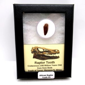 African "Raptor" Dinosaur Tooth - 95