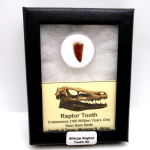 African "Raptor" Dinosaur Tooth - 96