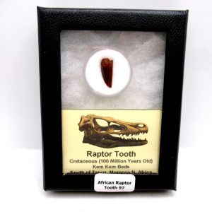 African "Raptor" Dinosaur Tooth - 97