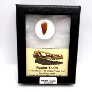 African "Raptor" Dinosaur Tooth - 99