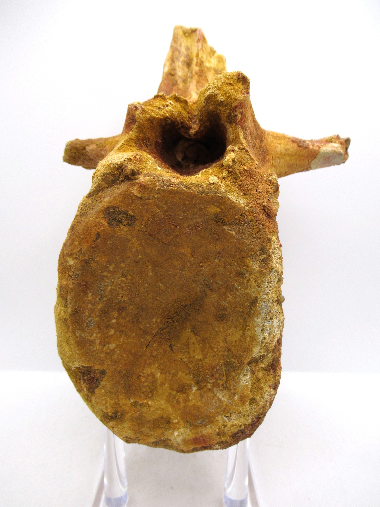 Morocco Cretaceous Age Elosuchus Crocodile Vertebra 1 | Fossils for Sale Genuine Cretaceous Age Elosuchus Crocodile Vertebra Fossil for Sale from Morocco #1