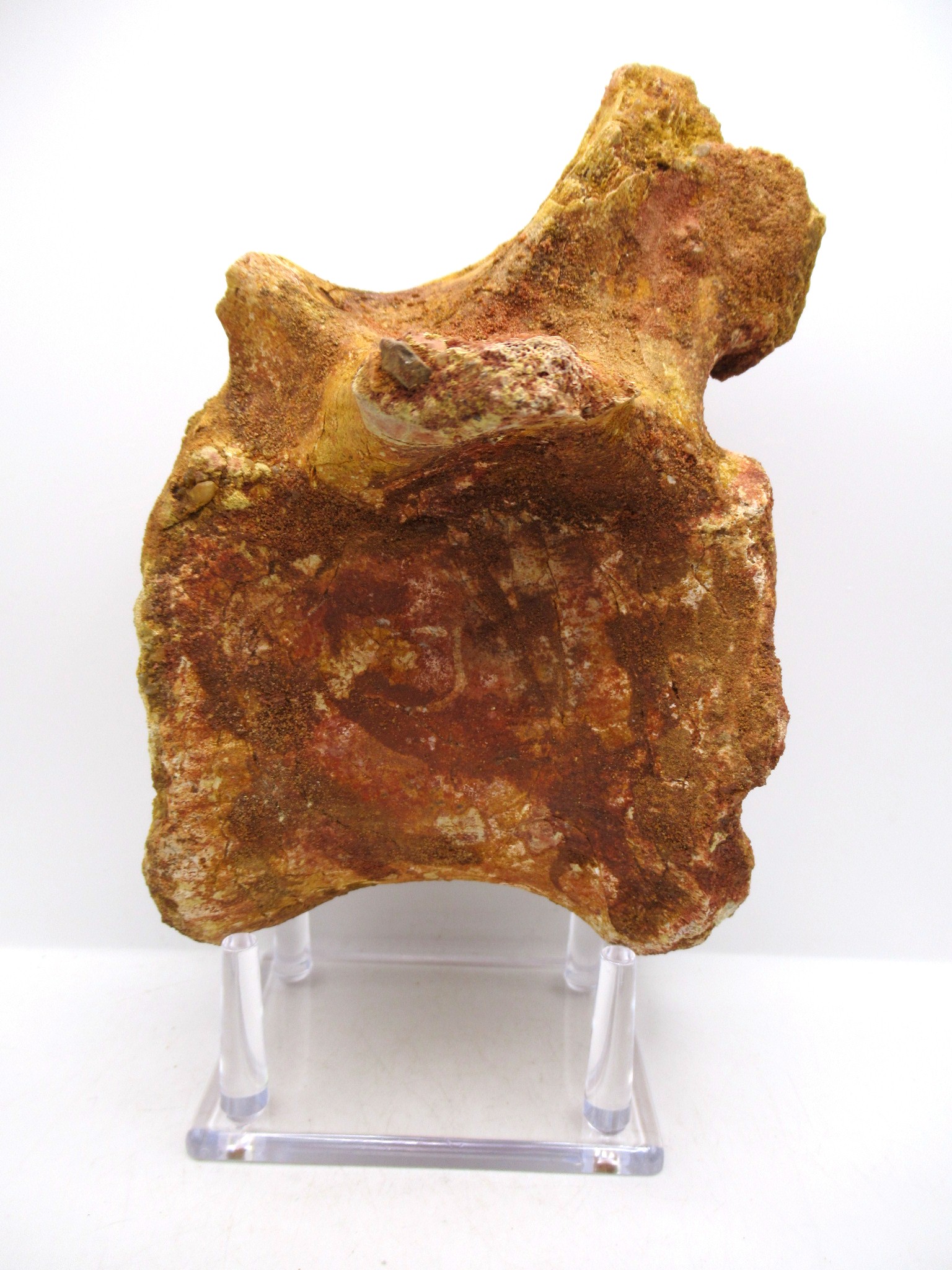 Morocco Cretaceous Age Elosuchus Crocodile Vertebra 1a | Fossils for Sale Genuine Cretaceous Age Elosuchus Crocodile Vertebra Fossil for Sale from Morocco #1a