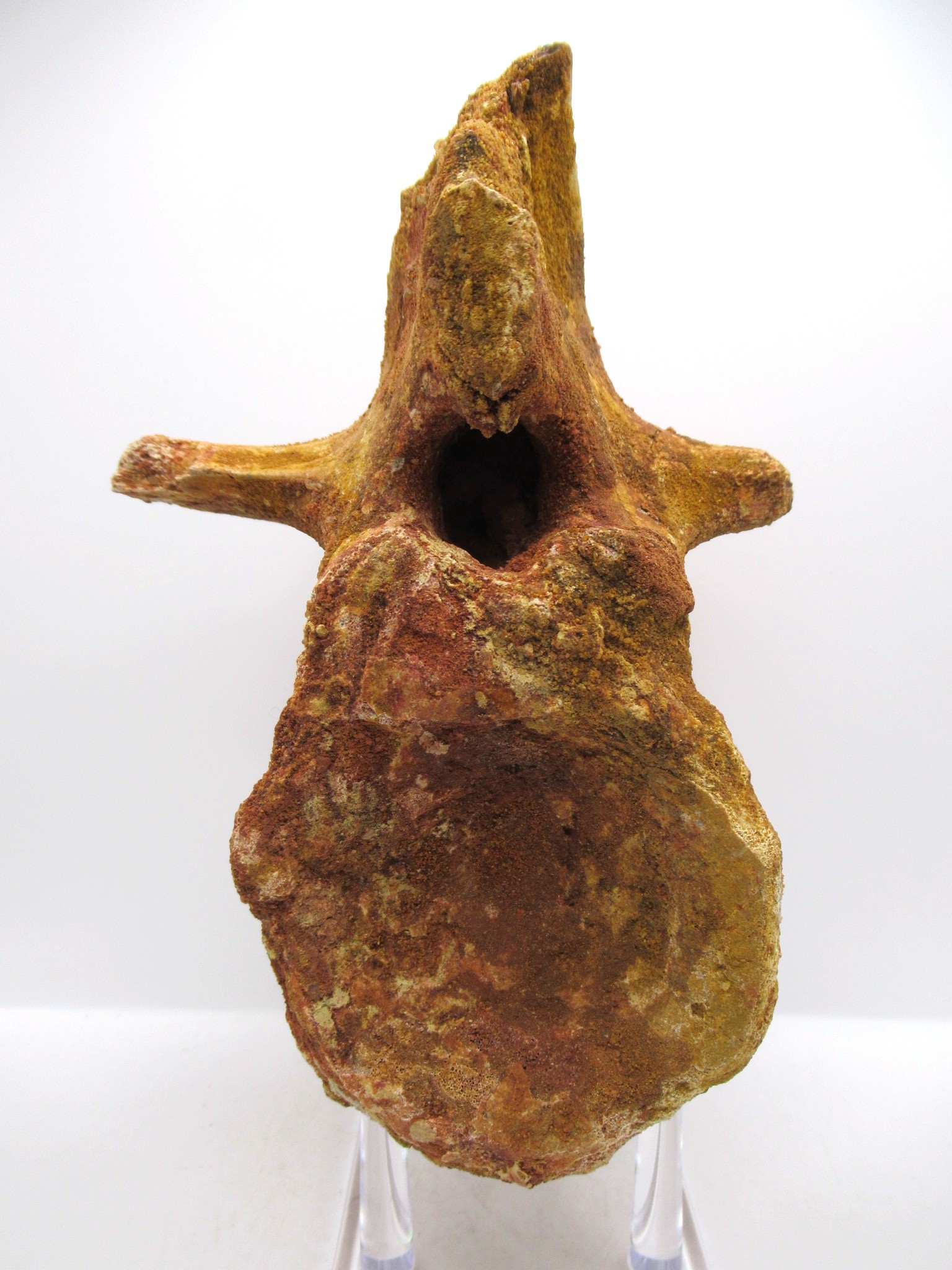 Morocco Cretaceous Age Elosuchus Crocodile Vertebra 1b | Fossils for Sale Genuine Cretaceous Age Elosuchus Crocodile Vertebra Fossil for Sale from Morocco #1b