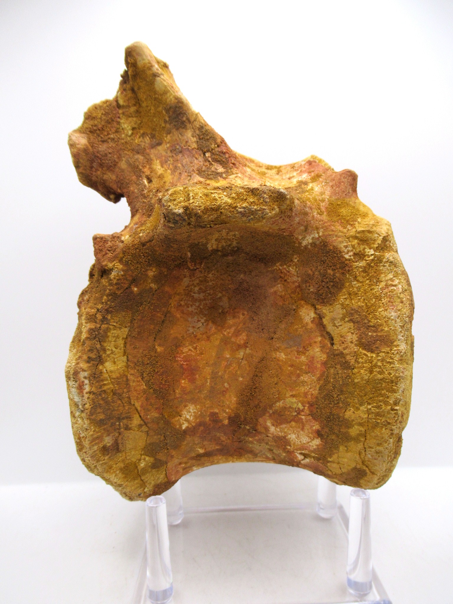 Morocco Cretaceous Age Elosuchus Crocodile Vertebra 1c | Fossils for Sale Genuine Cretaceous Age Elosuchus Crocodile Vertebra Fossil for Sale from Morocco #1c