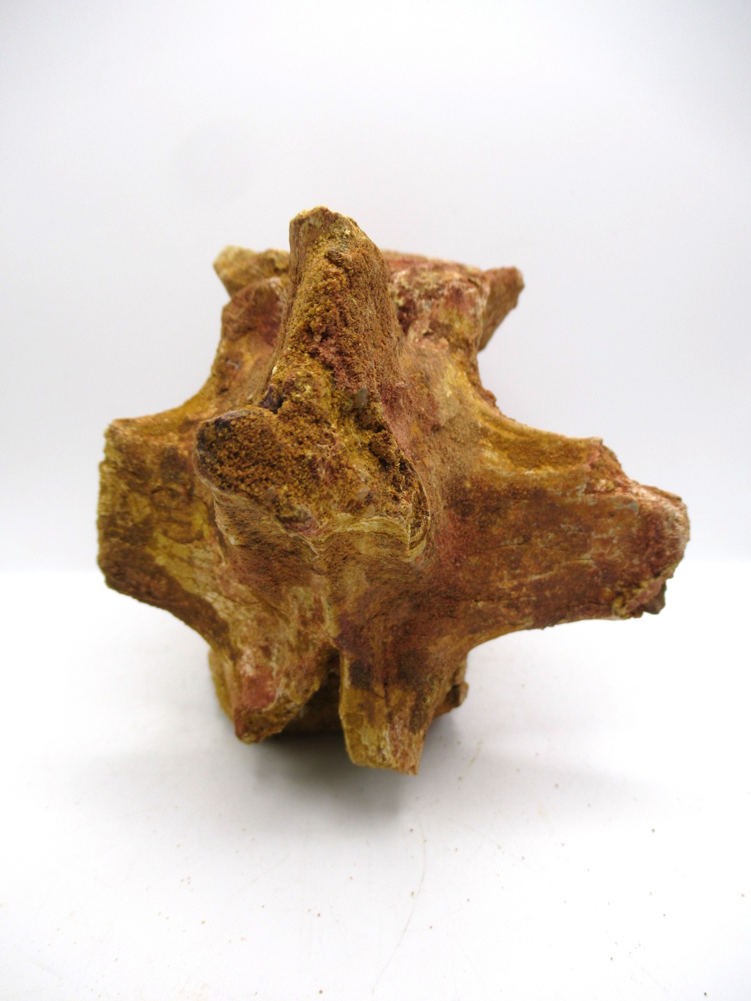 Morocco Cretaceous Age Elosuchus Crocodile Vertebra 1d | Fossils for Sale Genuine Cretaceous Age Elosuchus Crocodile Vertebra Fossil for Sale from Morocco #1d