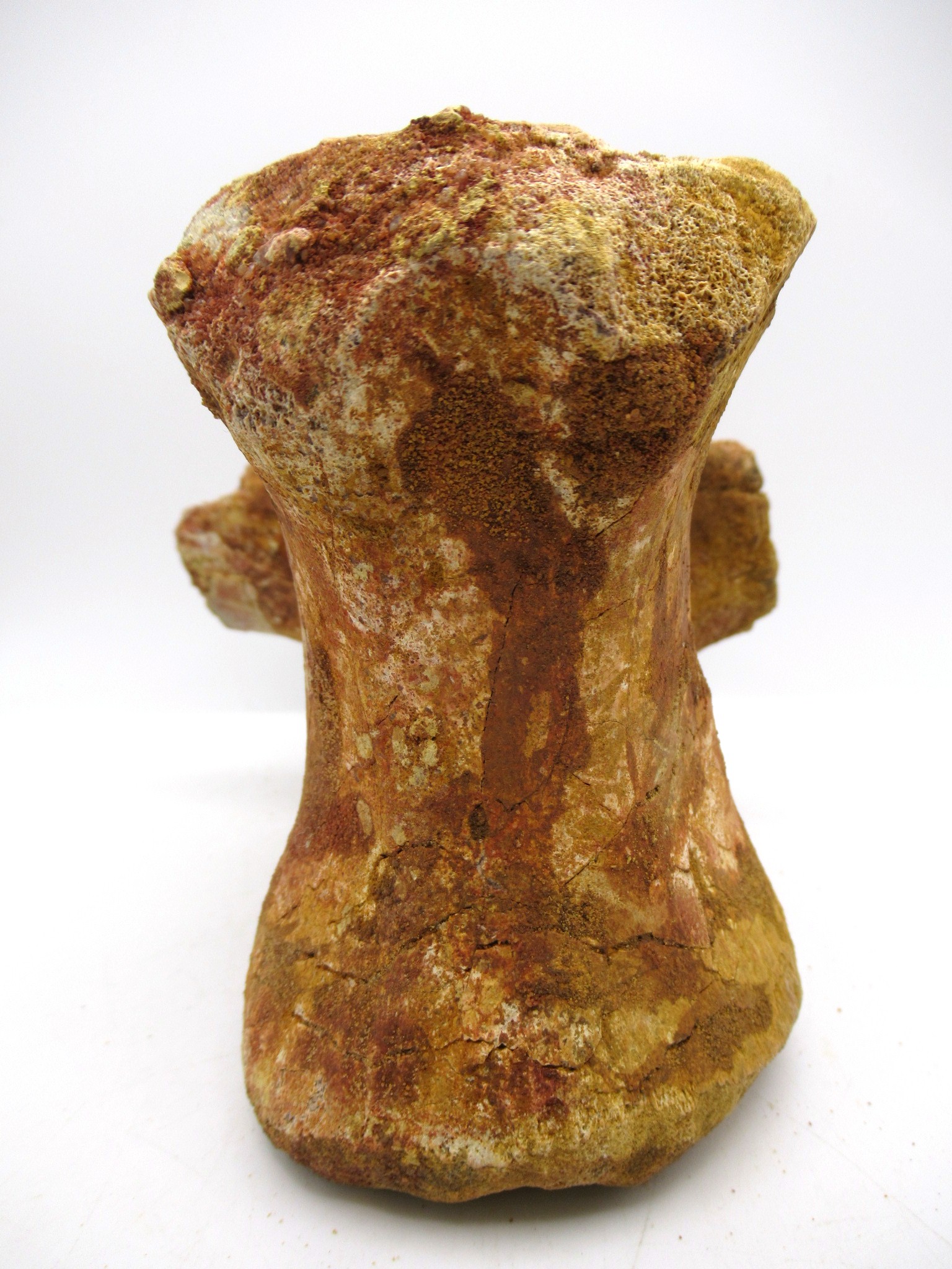 Morocco Cretaceous Age Elosuchus Crocodile Vertebra 1e | Fossils for Sale Genuine Cretaceous Age Elosuchus Crocodile Vertebra Fossil for Sale from Morocco #1e