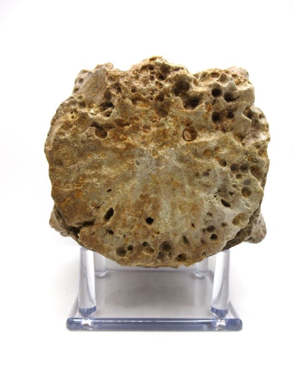 Genuine Eocene Age Basiliosaurus Primitive Whale Vertebra Fossil for Sale from Morocco #1b