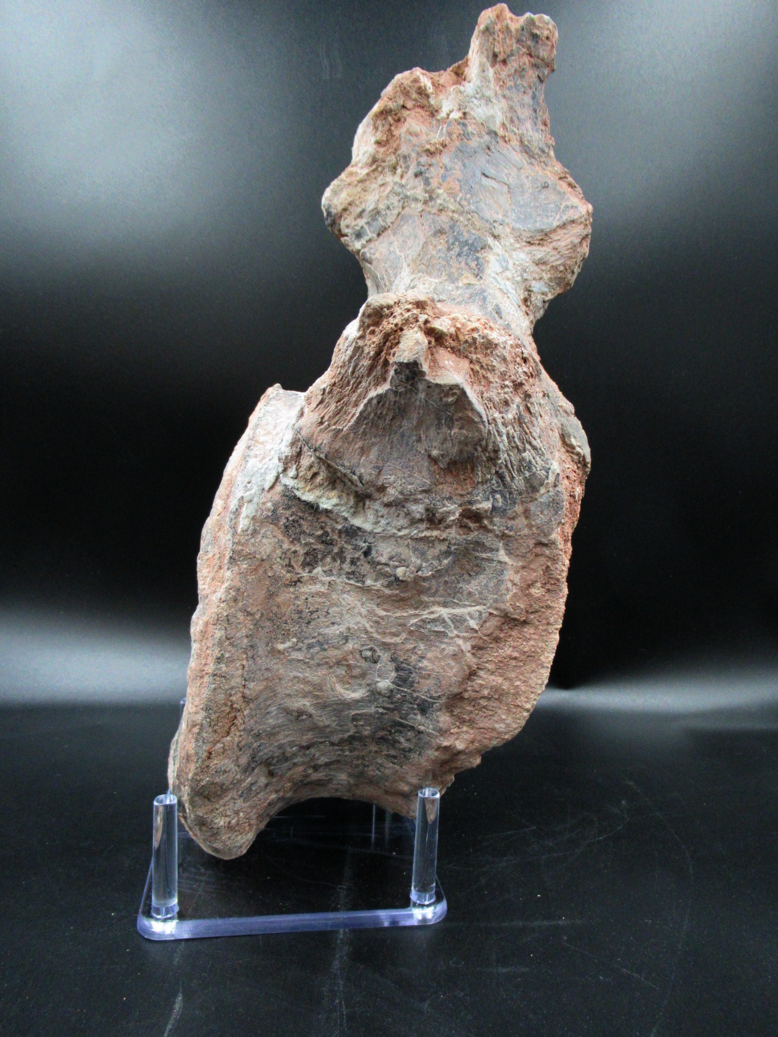 Morocco Jurassic Atlasaurus Vertebra 1a | Fossils for Sale Genuine Jurassic Age Atlasaurus Vertebra for Sale from Morocco #1a