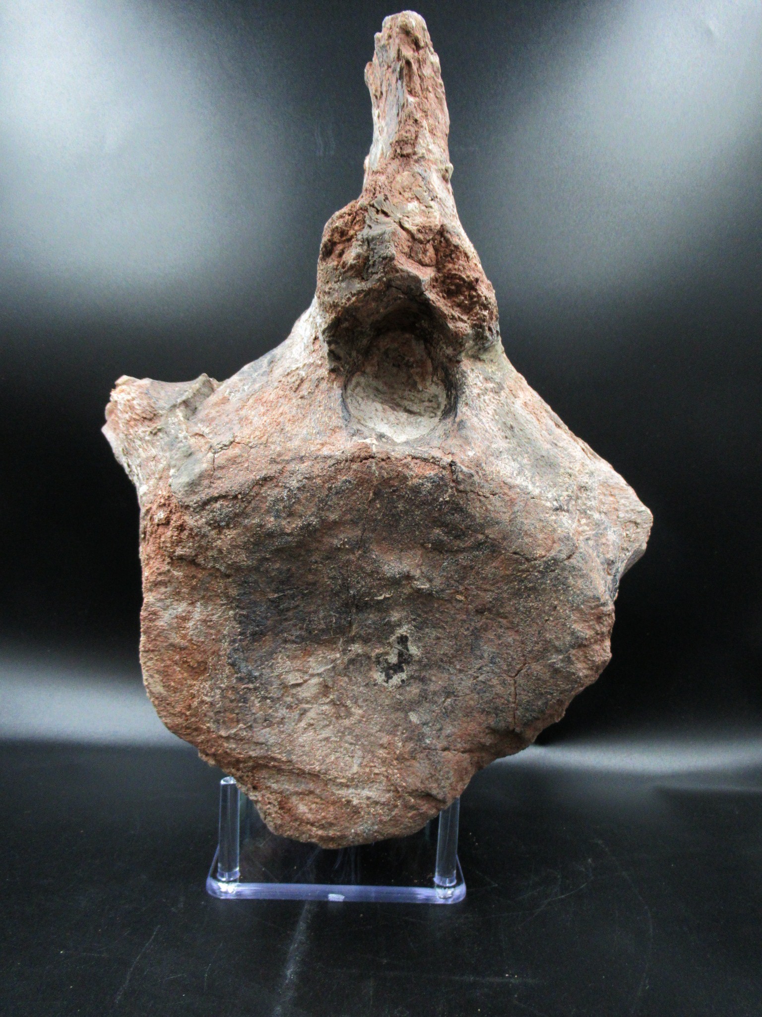Morocco Jurassic Atlasaurus Vertebra 1b | Fossils for Sale Genuine Jurassic Age Atlasaurus Vertebra for Sale from Morocco #1b