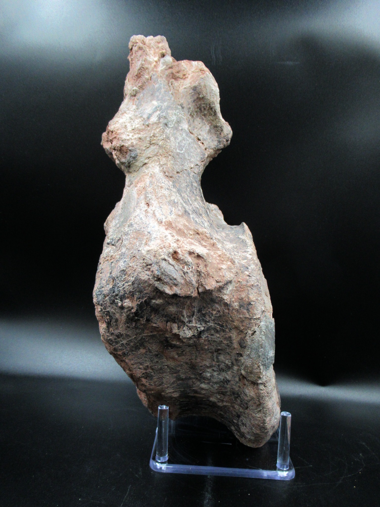 Morocco Jurassic Atlasaurus Vertebra 1c | Fossils for Sale Genuine Jurassic Age Atlasaurus Vertebra for Sale from Morocco #1c