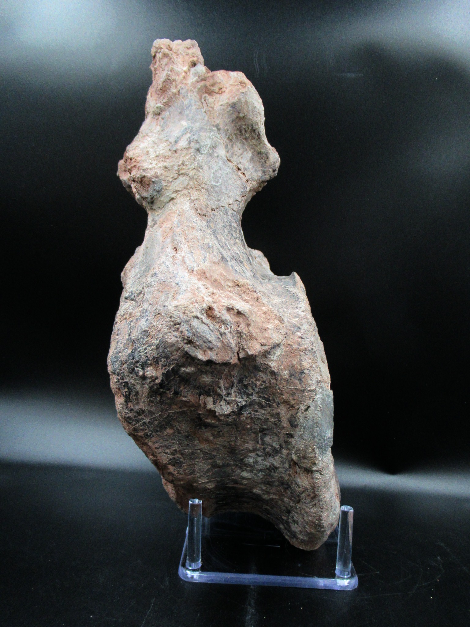 Morocco Jurassic Atlasaurus Vertebra 1d | Fossils for Sale Genuine Jurassic Age Atlasaurus Vertebra for Sale from Morocco #1d