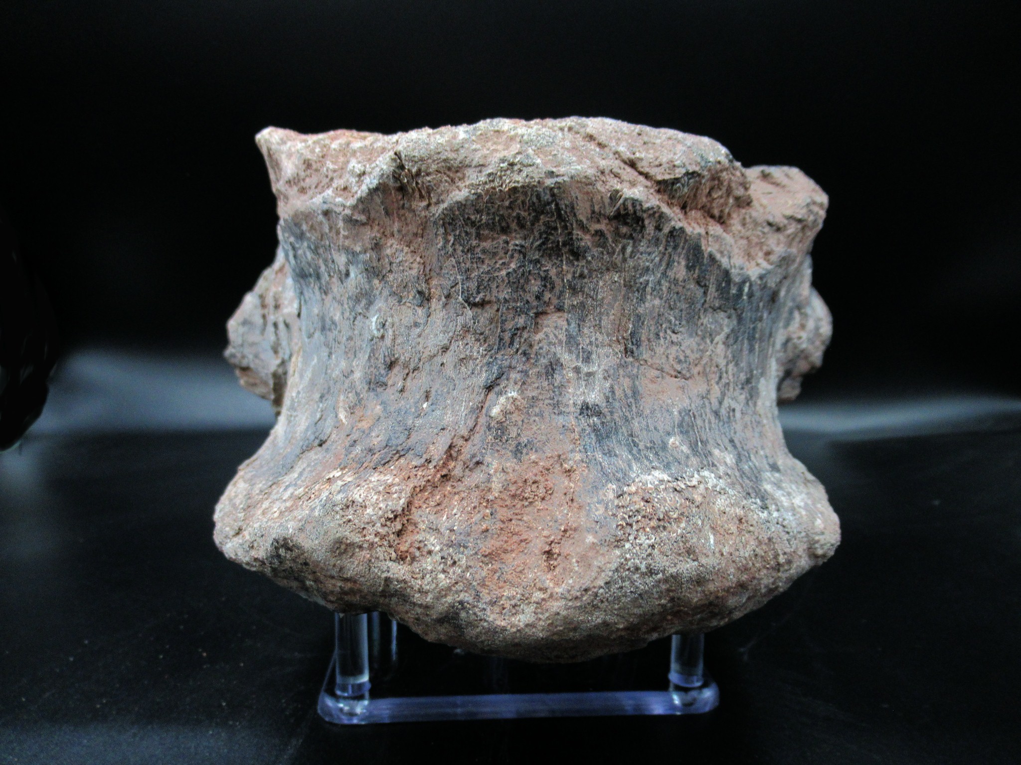 Morocco Jurassic Atlasaurus Vertebra 1f | Fossils for Sale Genuine Jurassic Age Atlasaurus Vertebra for Sale from Morocco #1f