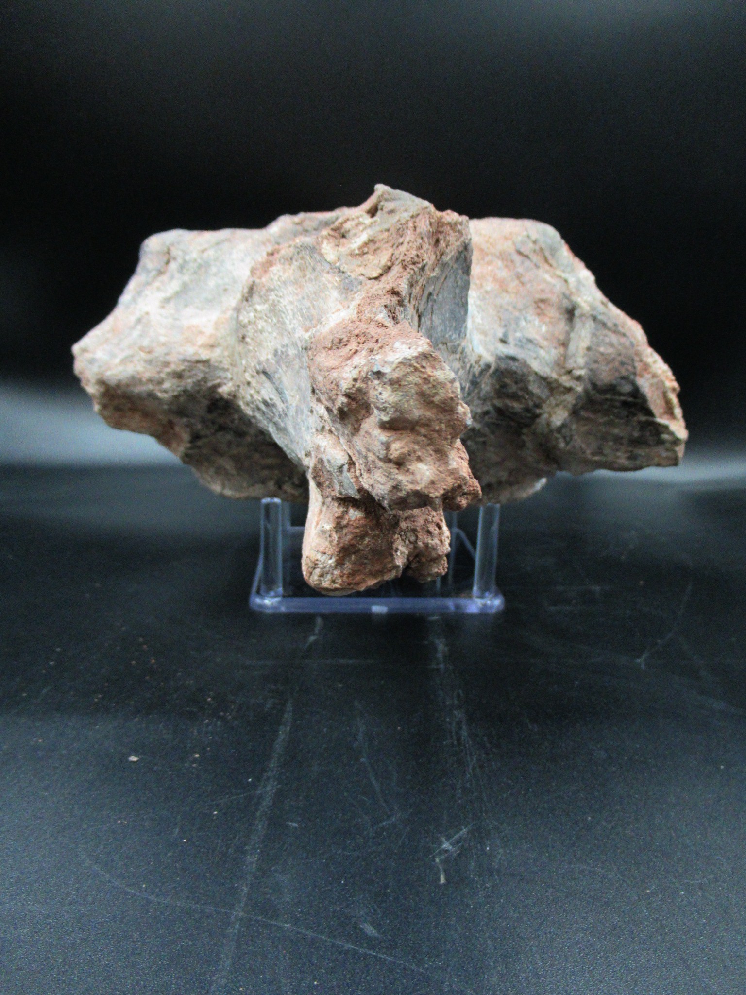 Morocco Jurassic Atlasaurus Vertebra 1g | Fossils for Sale Genuine Jurassic Age Atlasaurus Vertebra for Sale from Morocco #1g
