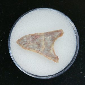 Mesolithic Curved Base Point #24