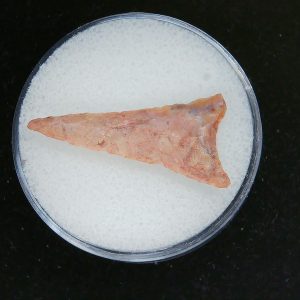 Mesolithic Curved Base Point #27