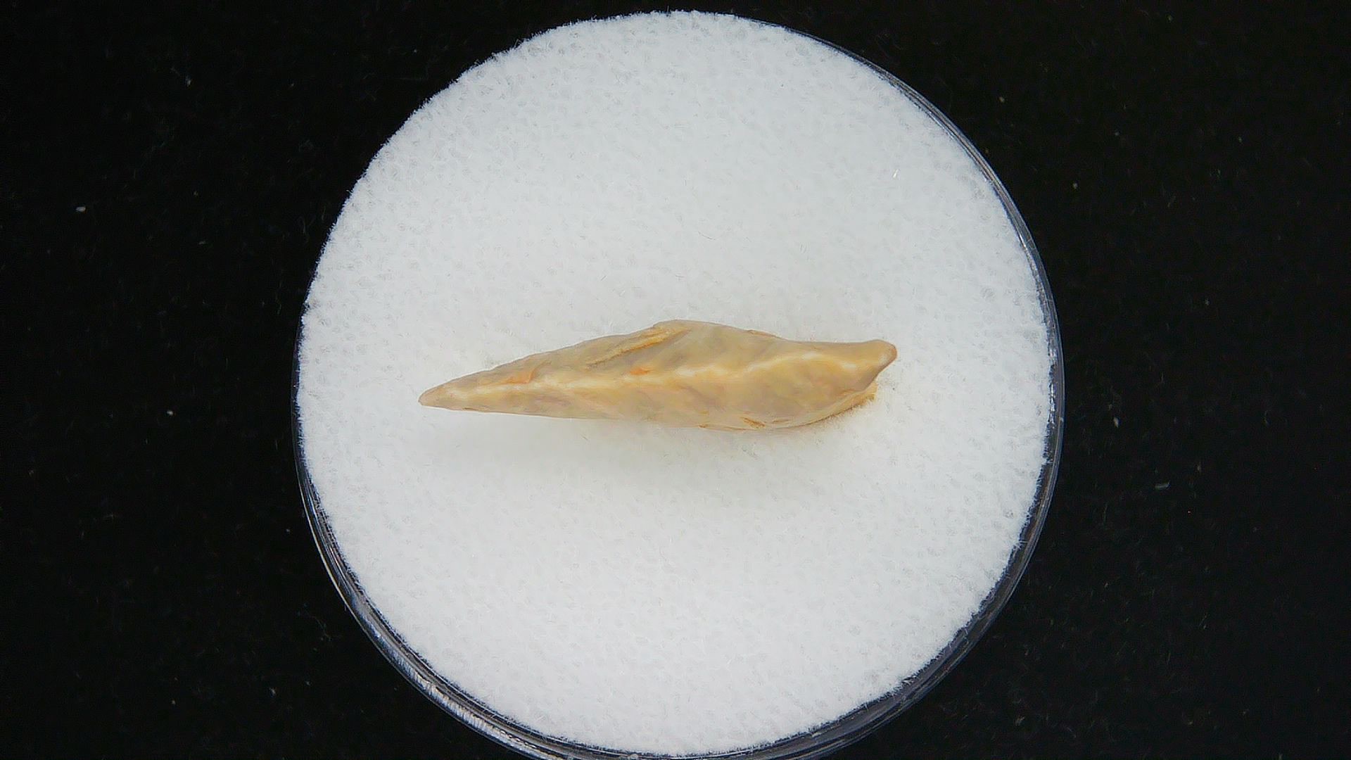 Morocco Sahara Desert Mesolithic Curved Base Point 28b | Fossils for Sale Genuine Morocco Sahara Desert Mesolithic Curved Base Point For Sale #28b