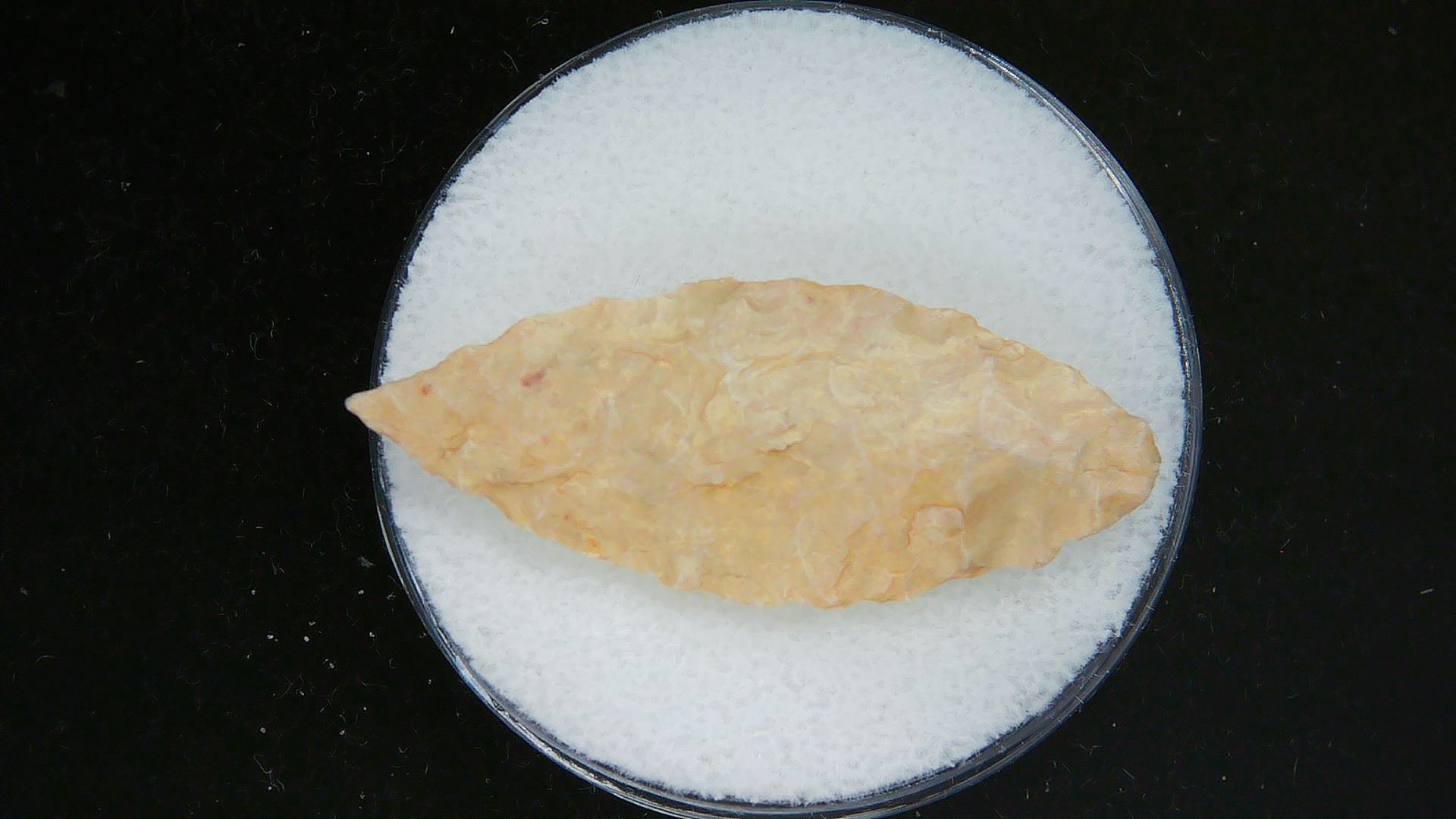 Morocco Sahara Desert Mesolithic Laurel Point 10a | Fossils for Sale Genuine Morocco Sahara Desert Mesolithic Laurel Point For Sale #10a