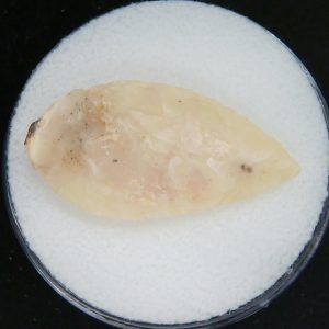 Mesolithic Laurel Leaf Point #11