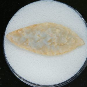 Mesolithic Laurel Leaf Point #12