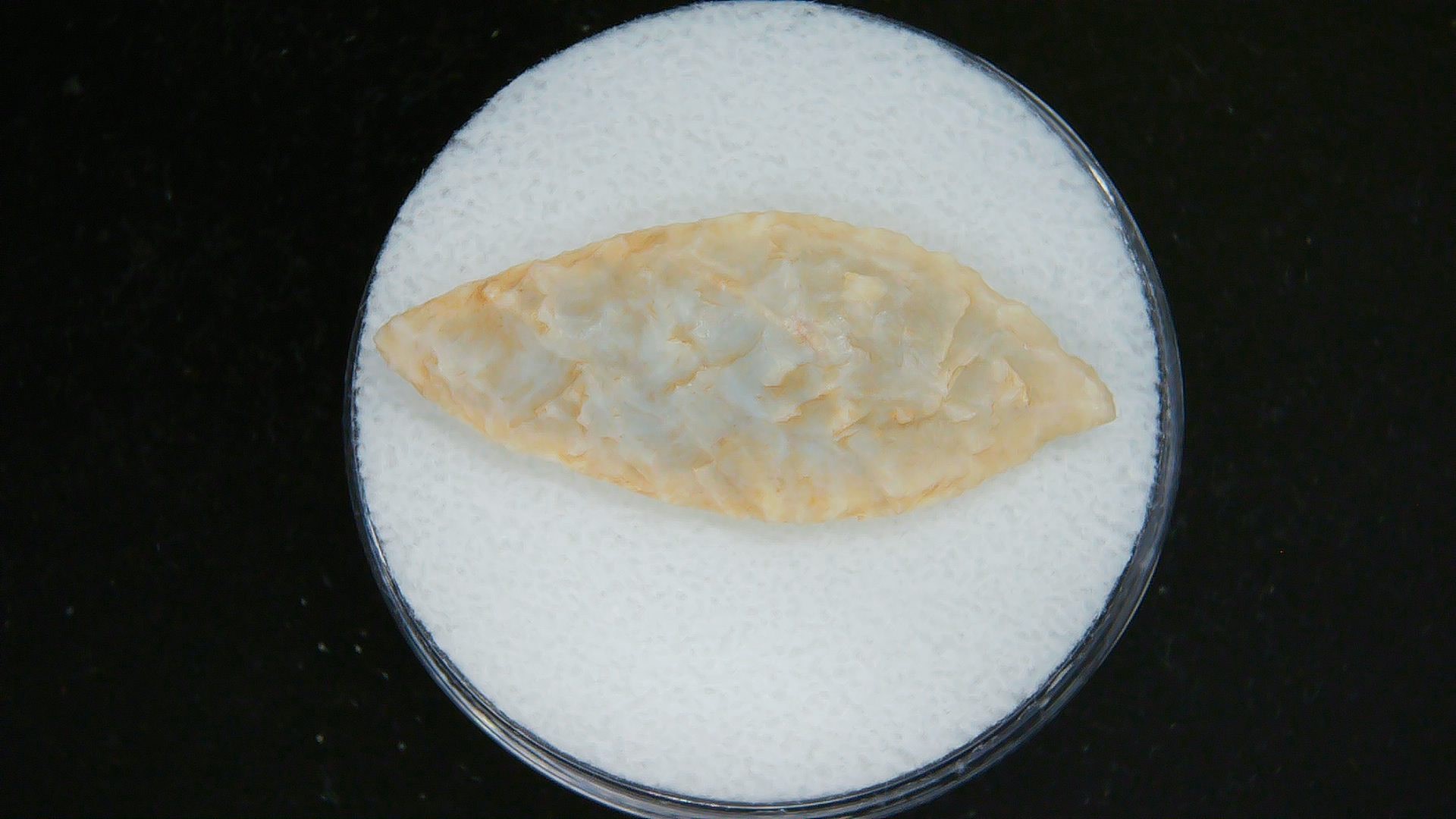 Morocco Sahara Desert Mesolithic Laurel Point 12 | Fossils for Sale Genuine Morocco Sahara Desert Mesolithic Laurel Point For Sale #12