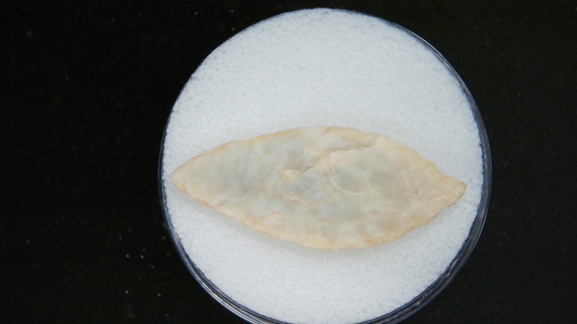 Morocco Sahara Desert Mesolithic Laurel Point 12a | Fossils for Sale Genuine Morocco Sahara Desert Mesolithic Laurel Point For Sale #12a