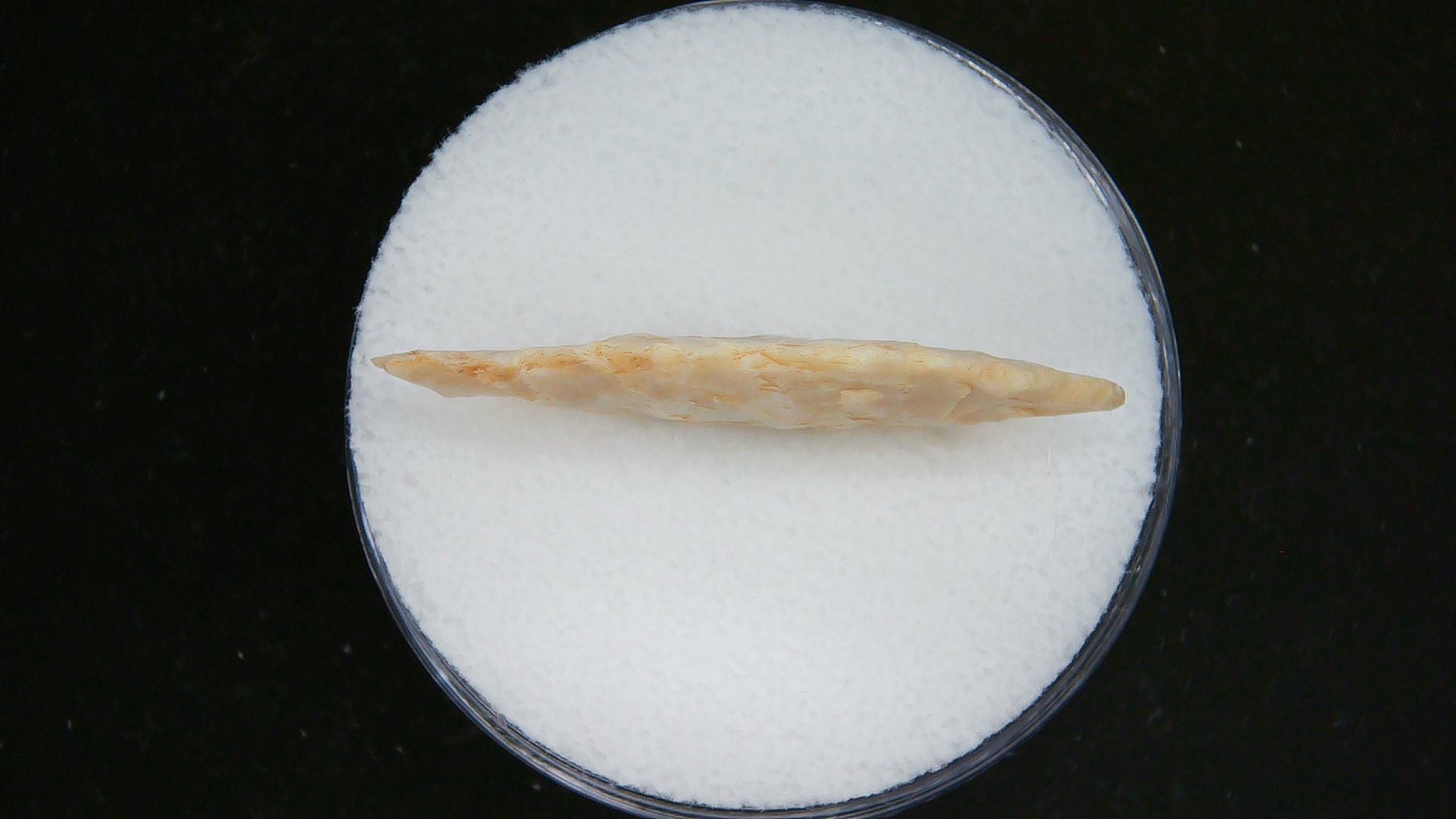 Morocco Sahara Desert Mesolithic Laurel Point 12b | Fossils for Sale Genuine Morocco Sahara Desert Mesolithic Laurel Point For Sale #12b