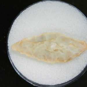 Mesolithic Laurel Leaf Point #17