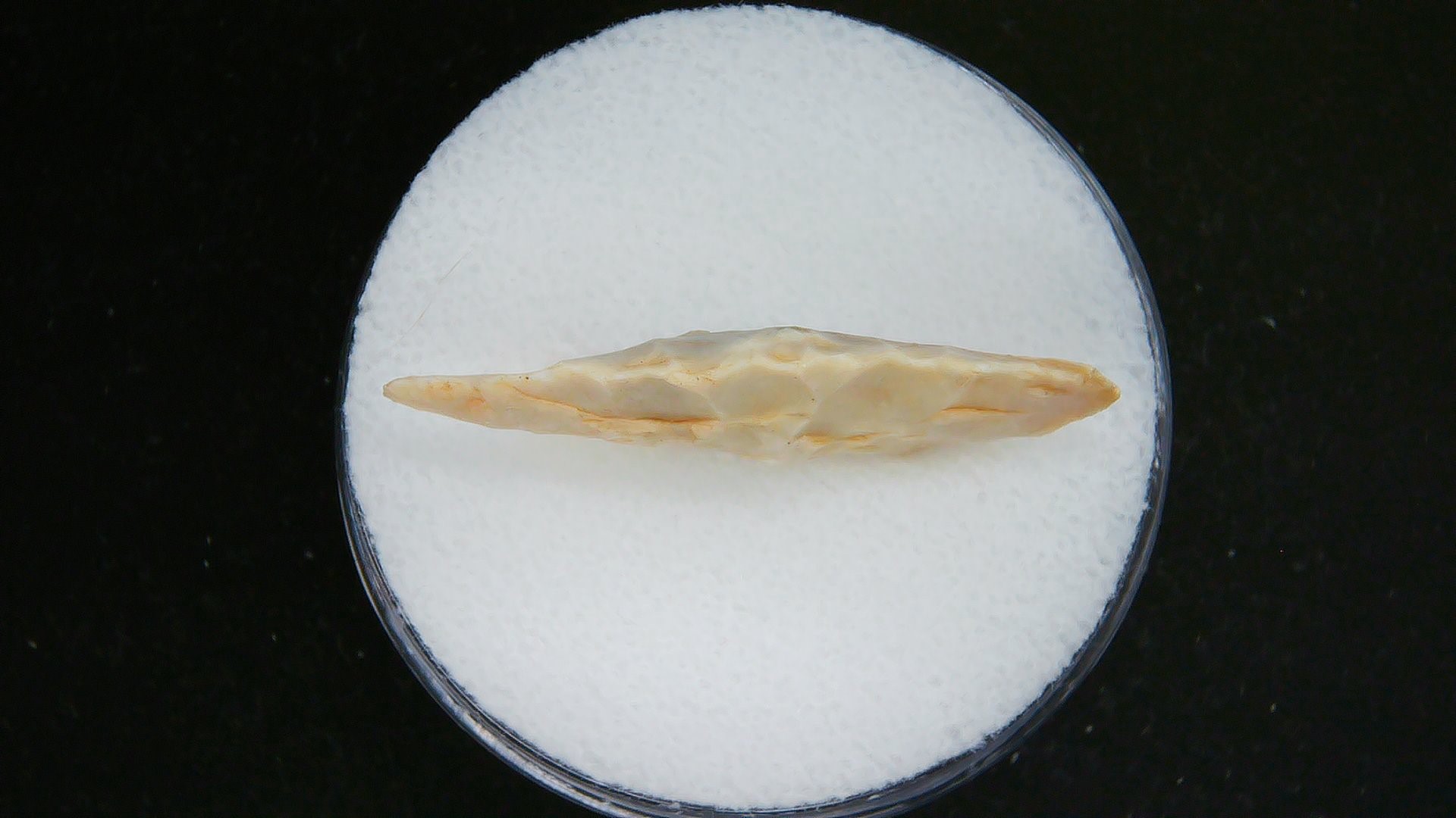 Morocco Sahara Desert Mesolithic Laurel Point 17b | Fossils for Sale Genuine Morocco Sahara Desert Mesolithic Laurel Point For Sale #17b