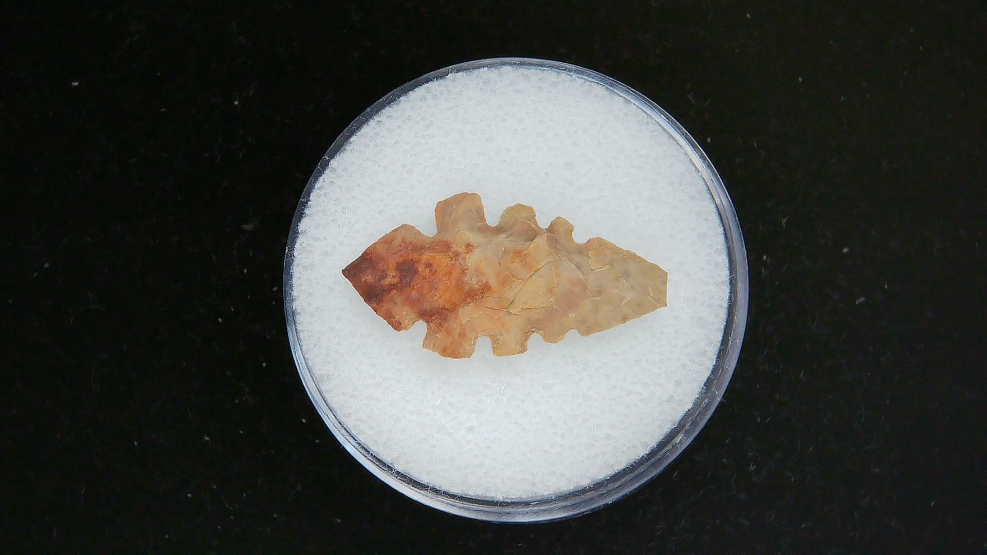 Morocco Sahara Desert Mesolithic Serrated Point 38 | Fossils for Sale Genuine Morocco Sahara Desert Mesolithic Serrated Base Point For Sale #38