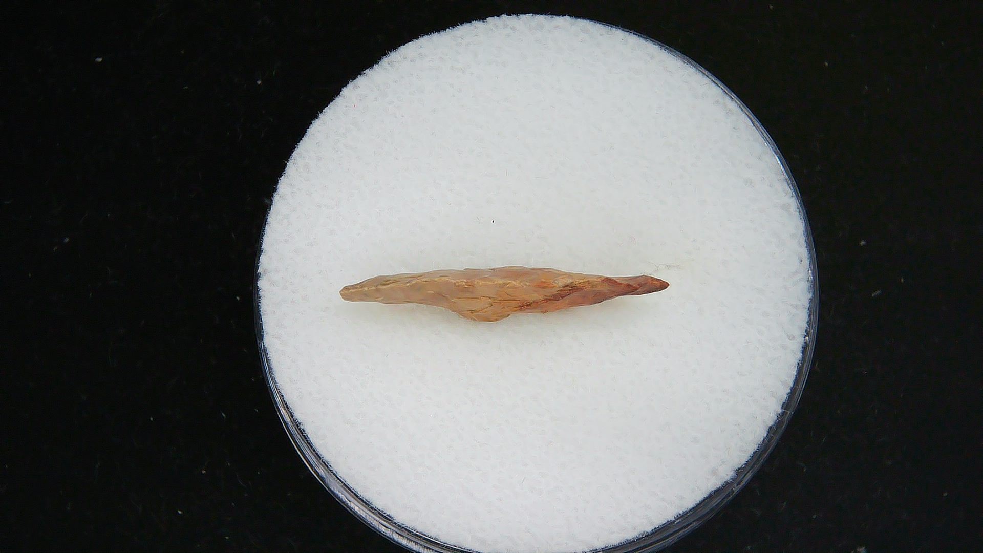 Morocco Sahara Desert Mesolithic Serrated Point 38b | Fossils for Sale Genuine Morocco Sahara Desert Mesolithic Serrated Base Point For Sale #38b