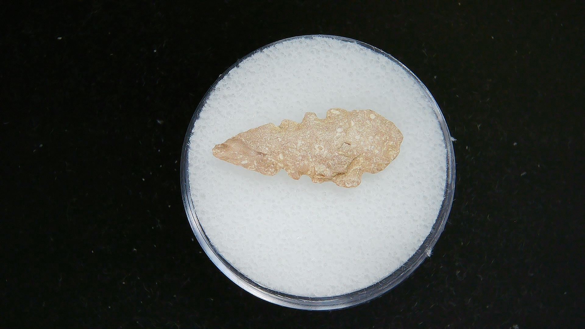 Morocco Sahara Desert Mesolithic Serrated Point 39 | Fossils for Sale Genuine Morocco Sahara Desert Mesolithic Serrated Base Point For Sale #39