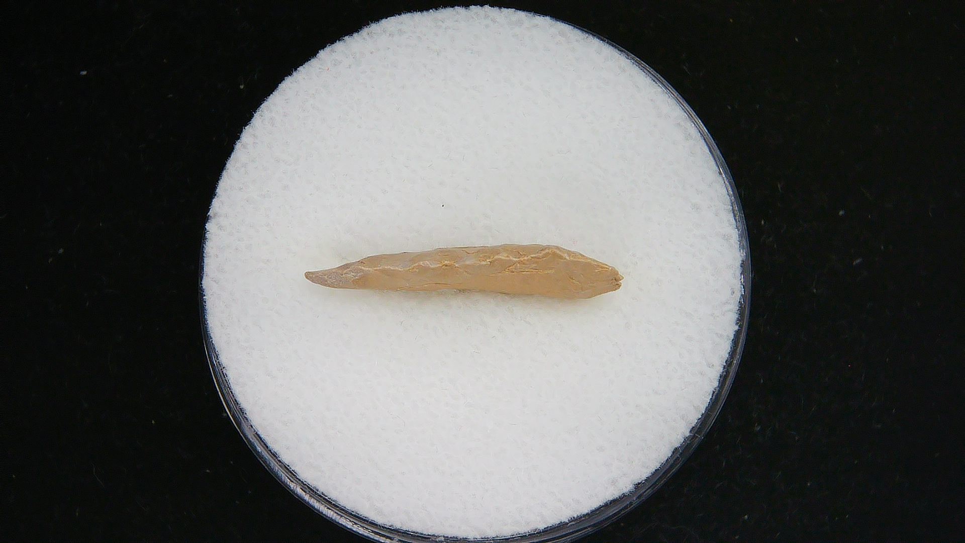 Morocco Sahara Desert Mesolithic Serrated Point 42b | Fossils for Sale Genuine Morocco Sahara Desert Mesolithic Serrated Base Point For Sale #42b